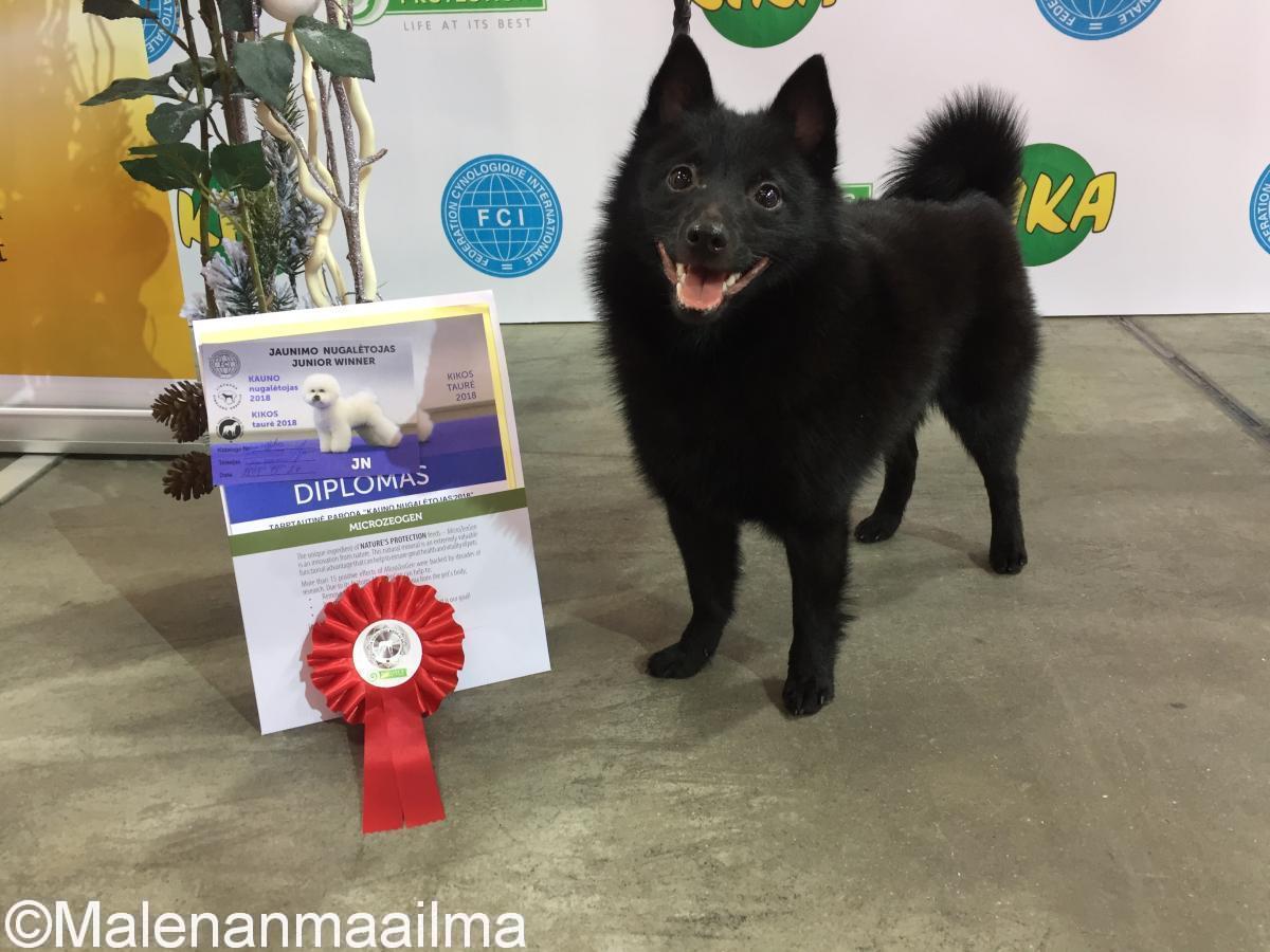 Lauantaina Milou oli rotunsa paras junior uros ja sain junior-sertin